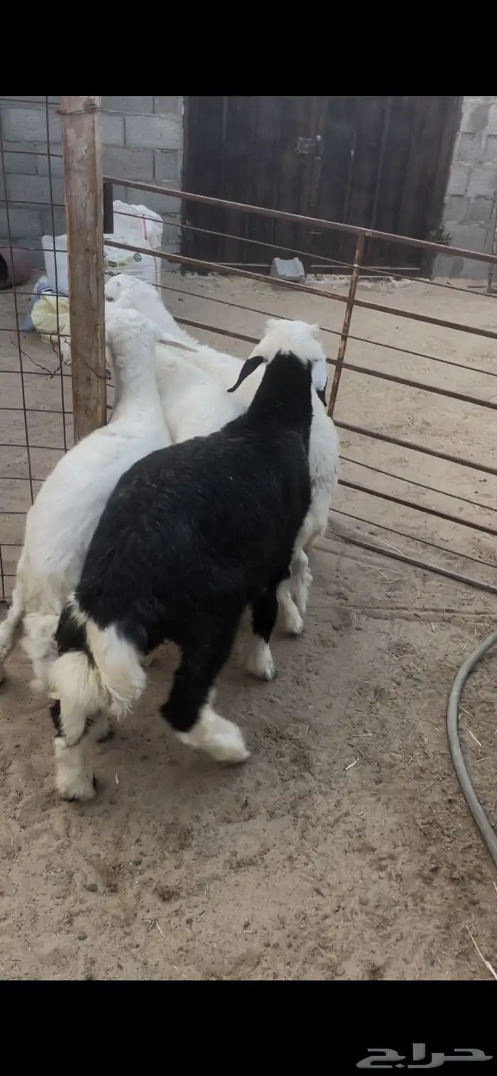 حري ونجدي وتيوس 0