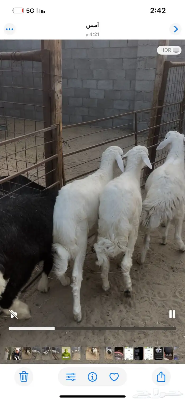 حري ونجدي وتيوس 4