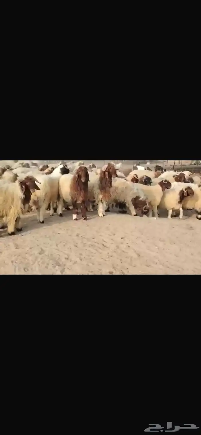 للبيع طليان نعيمي مقفله شحم 0