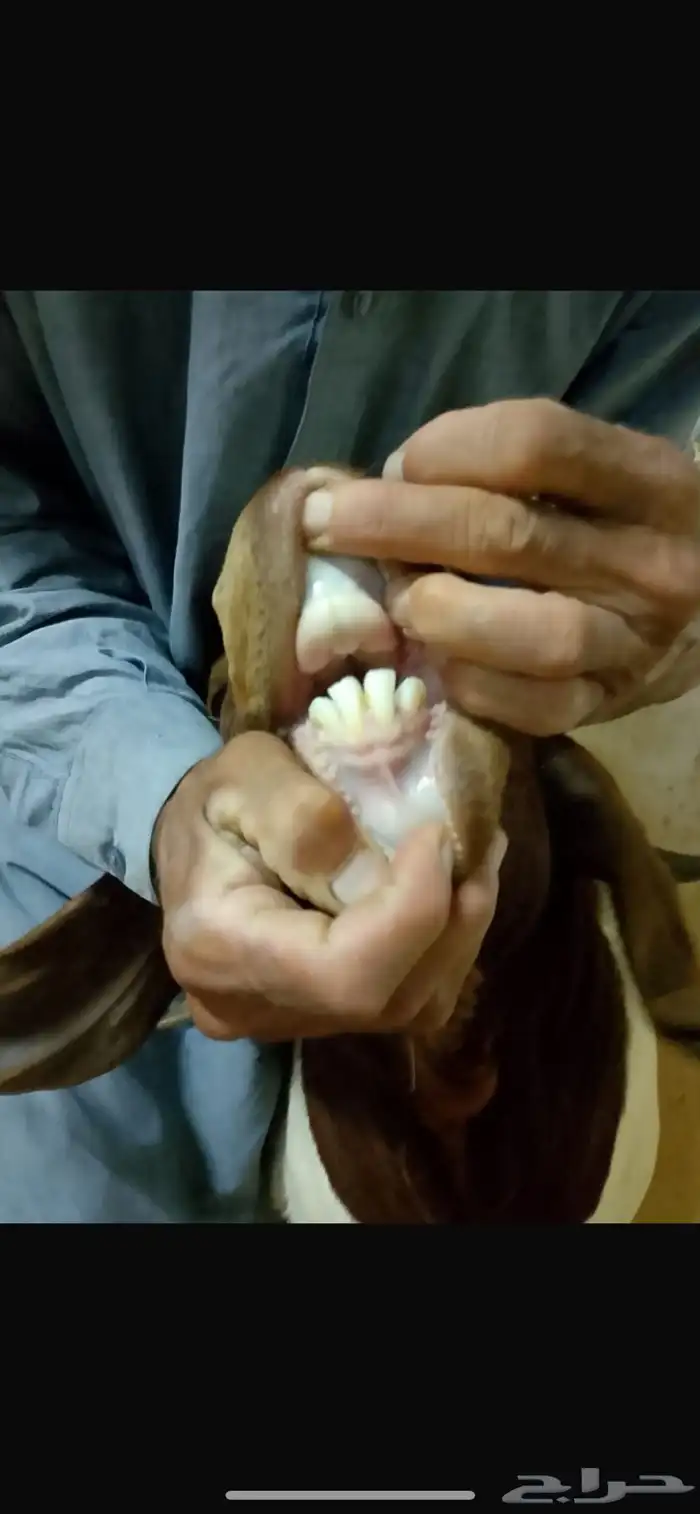 تيس فحل بورقوت دم نقي 0