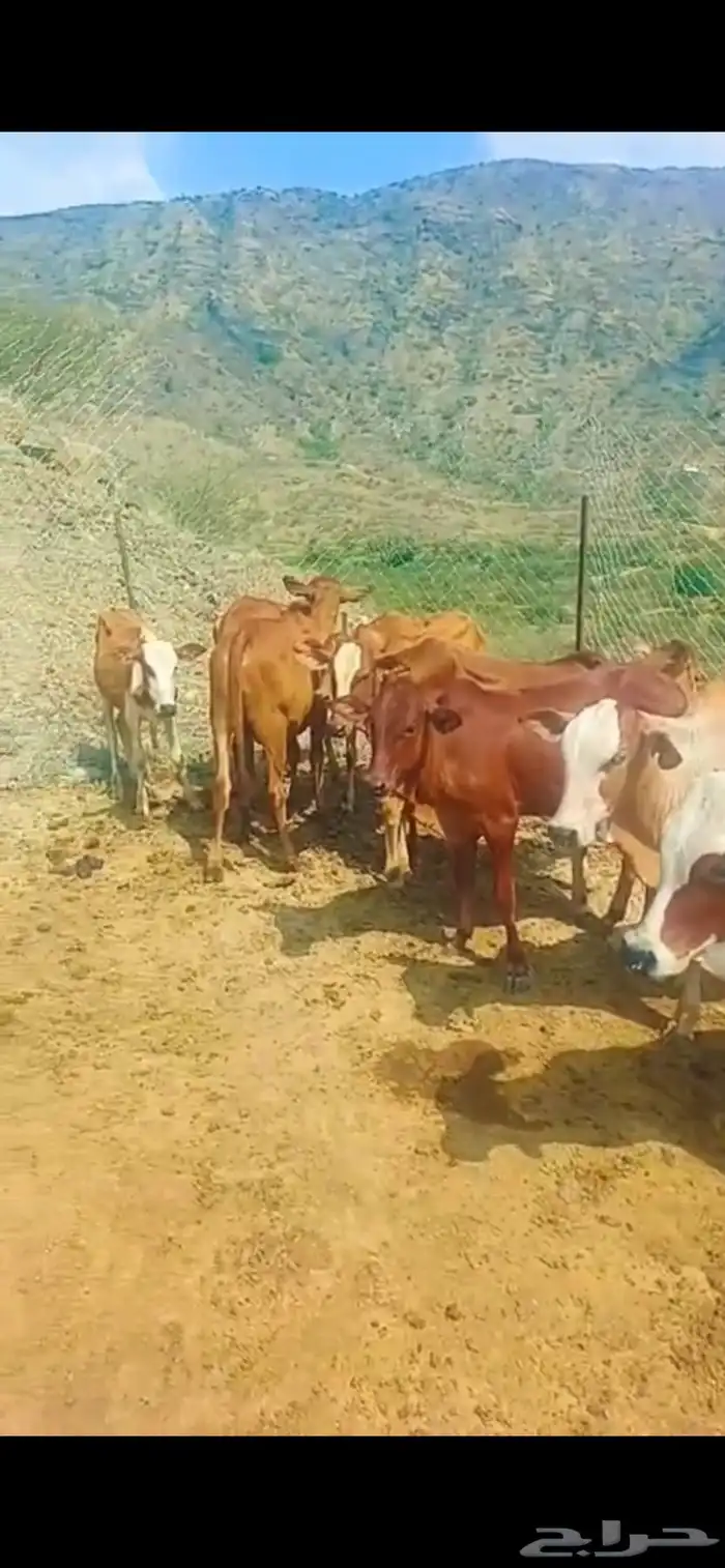 سبعة ذكور ثنتين إناثي 2