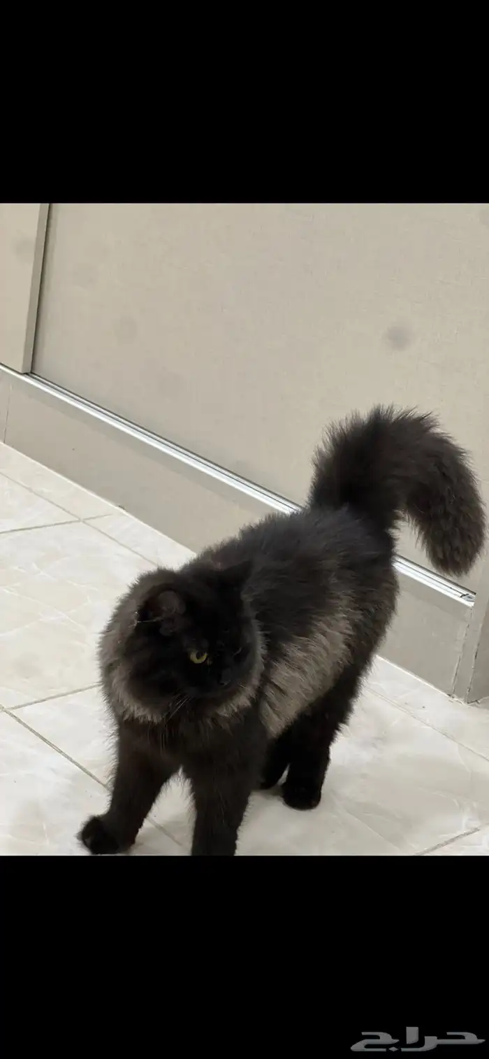 قطوه للتبني 1