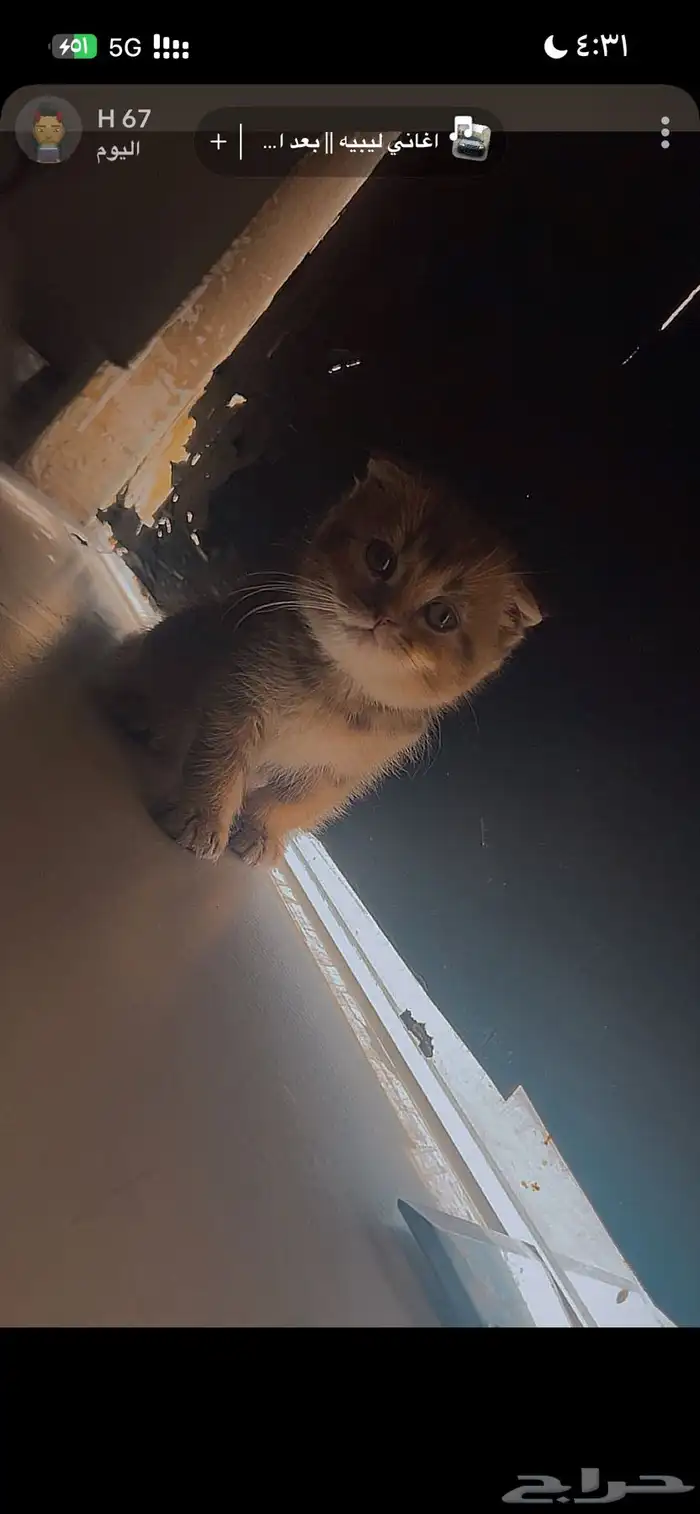 كيتن سكوتش دبل فولد 4