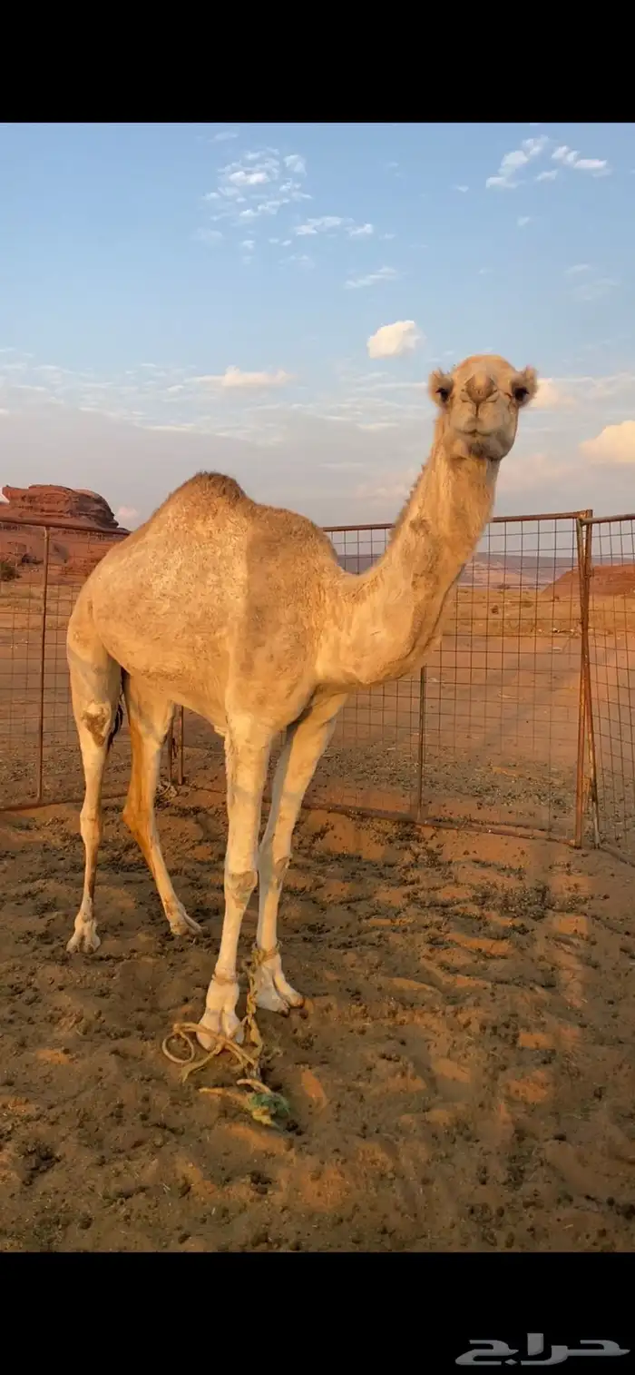 بكره للبيع 1