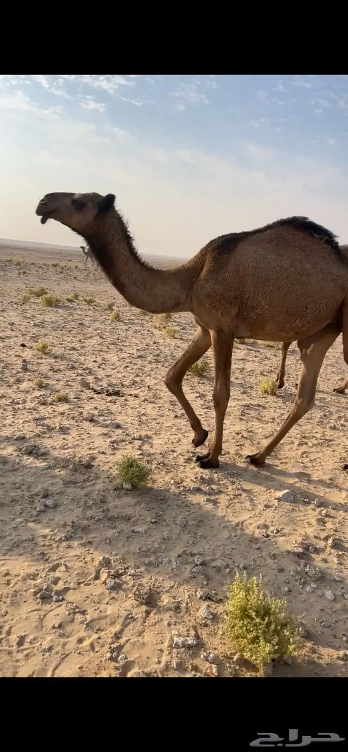 حقه صفرا كفو 0