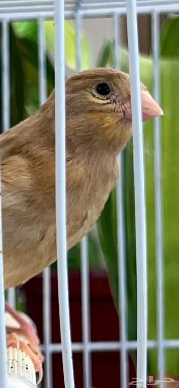 4 فروخ كناري ( تم البيع ) 12