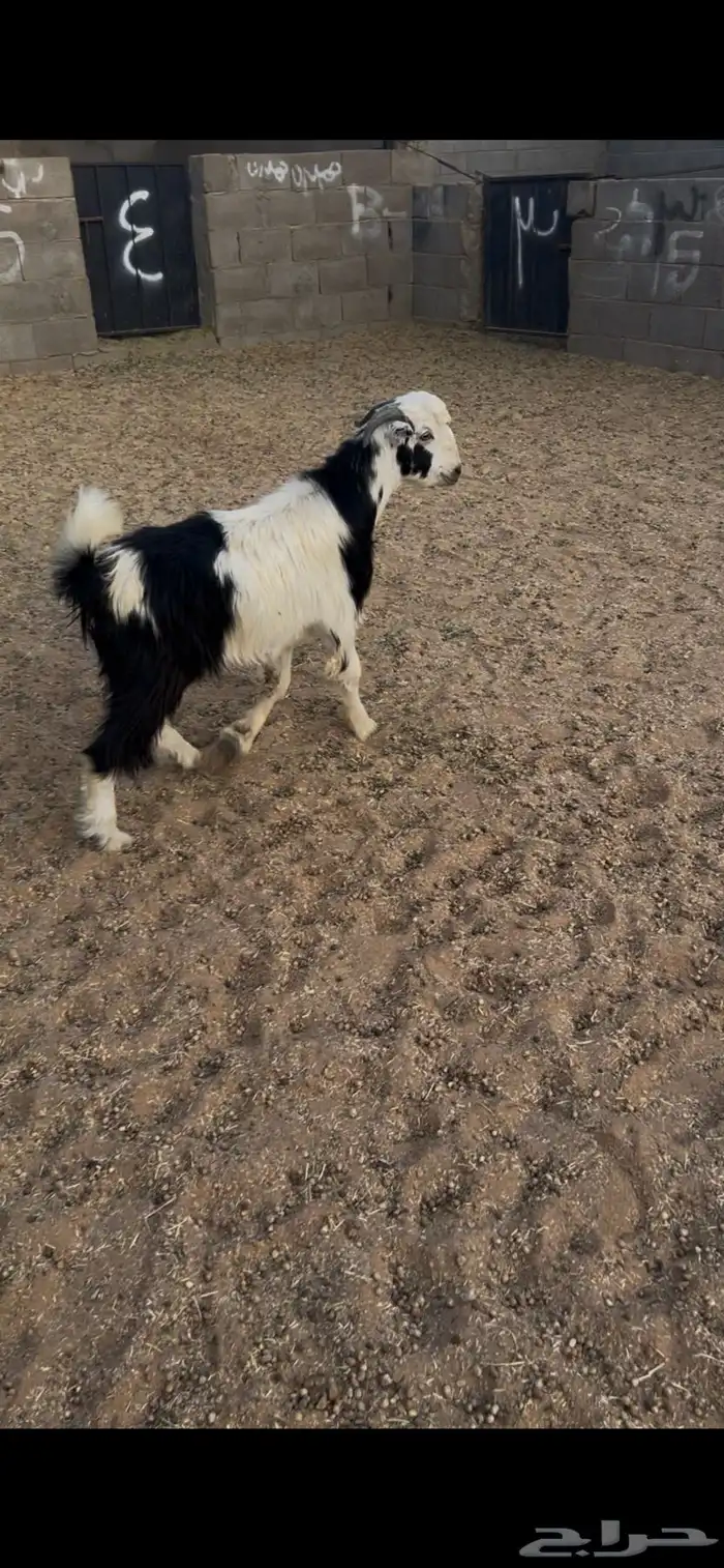 تيس دحيوي. جذع. فل فل فل شحم العمر 9 اشهر البيع1250ريال 1