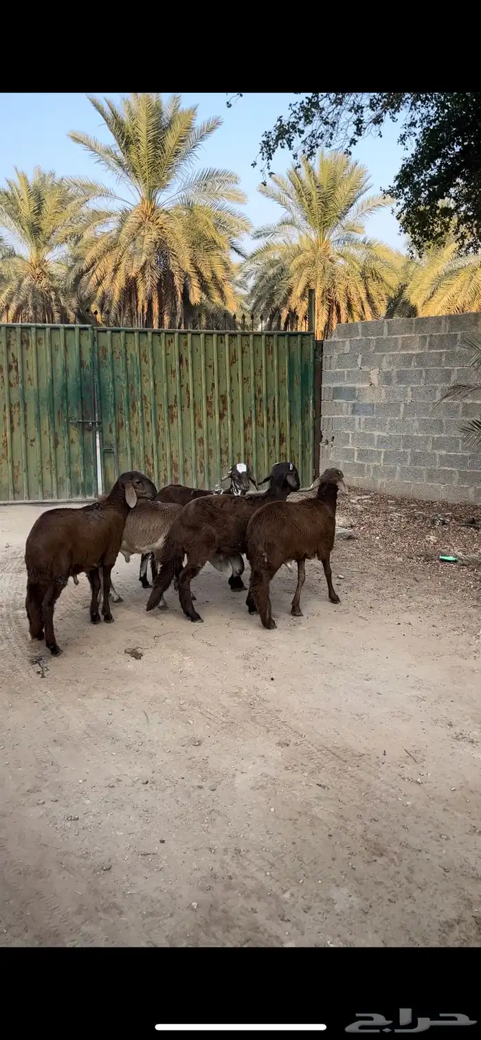 سواكن جذعان مغلقه مشروطه 1