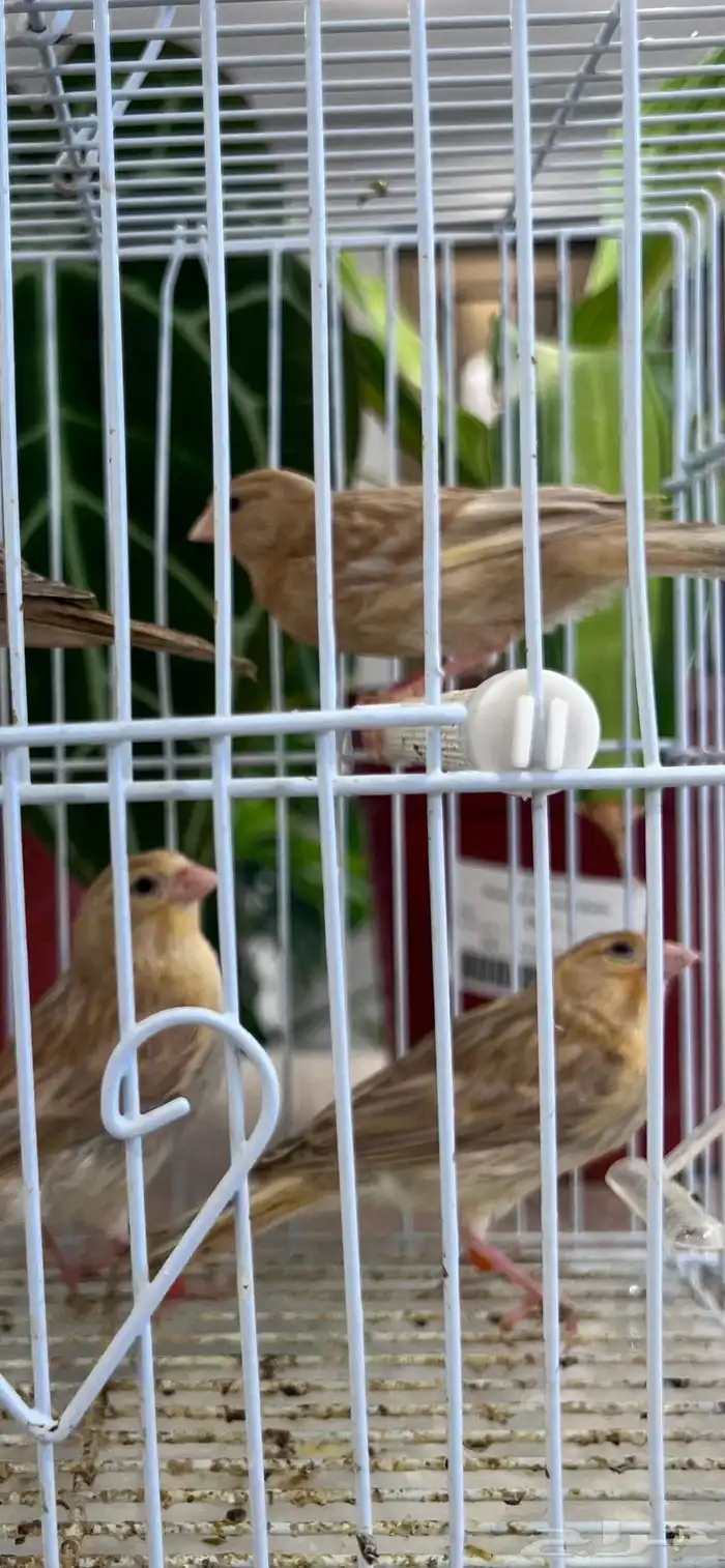 4 فروخ كناري ( تم البيع ) 22