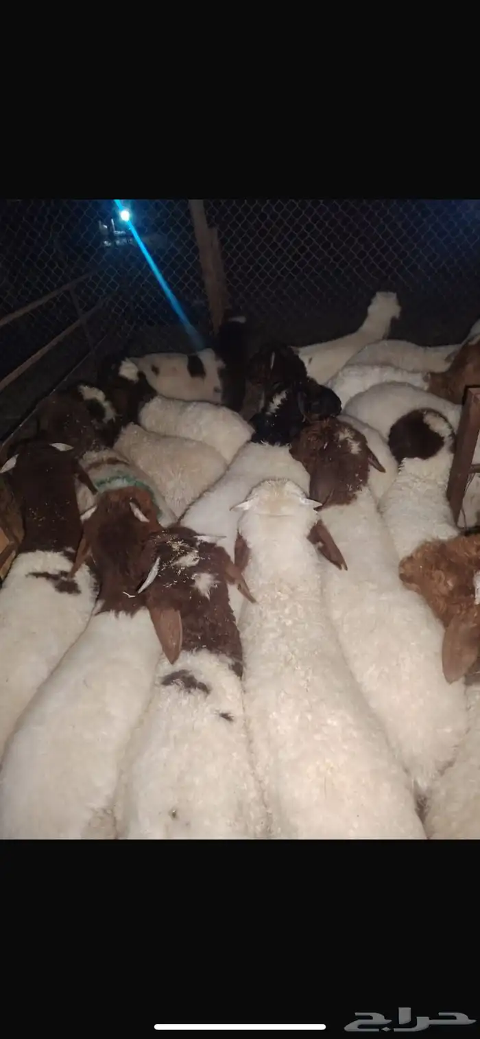 غنم نعيم وحري هرافي 0