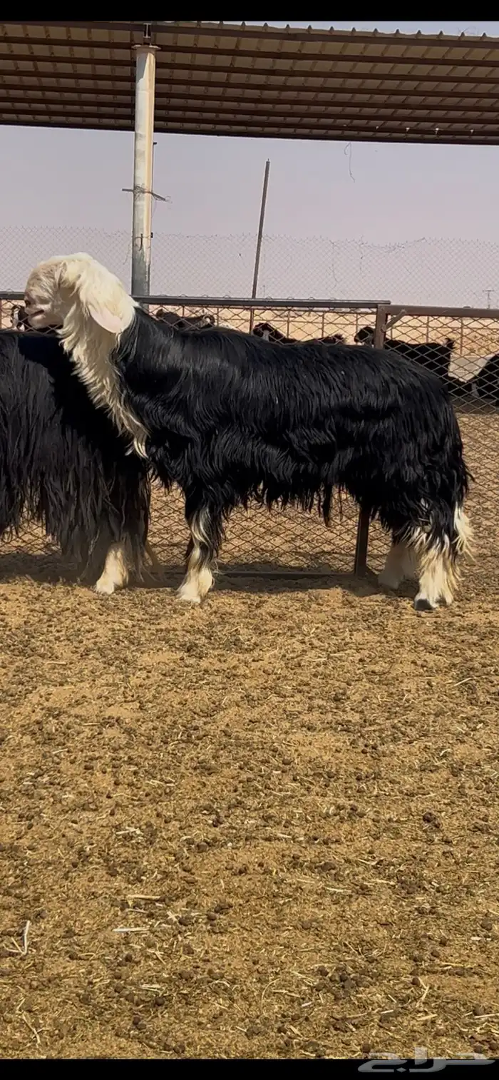 فحل نجدي توه جذع مشروط النسف 0