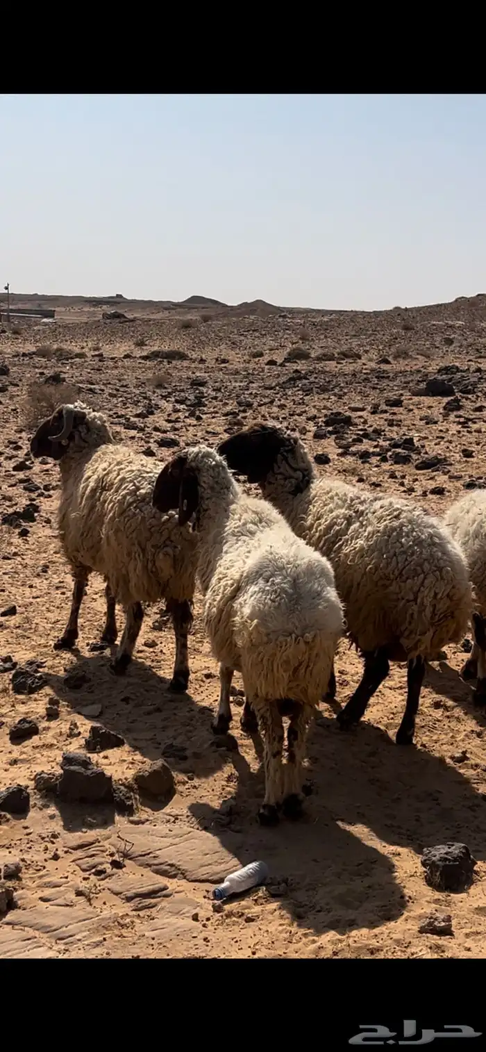 غنم نعيم مضاريع 0