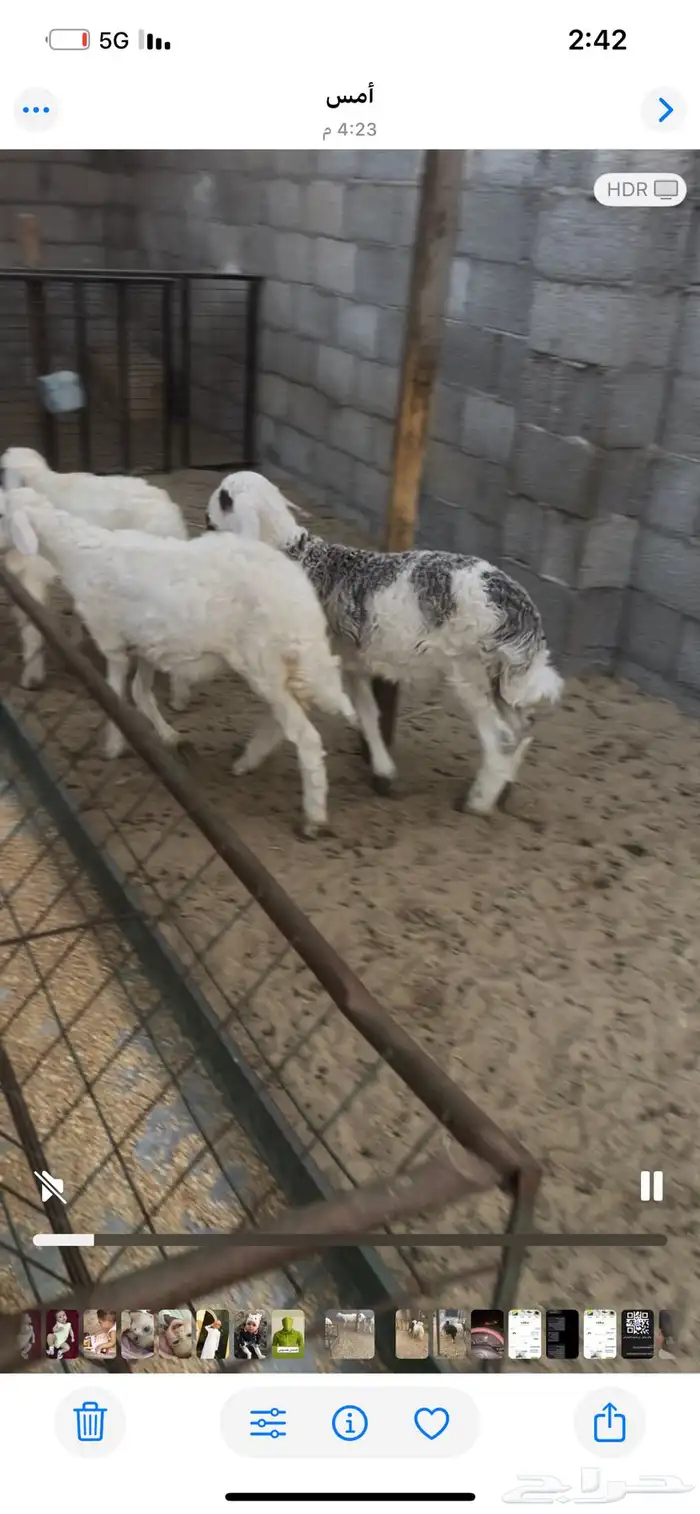 حري ونجدي وتيوس 5