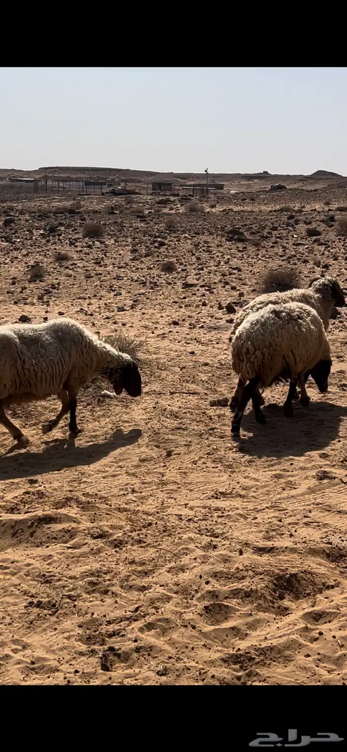 غنم نعيم مضاريع 6