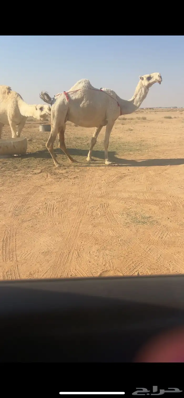 للبيع رمانيه فوق البداوه معشر 0