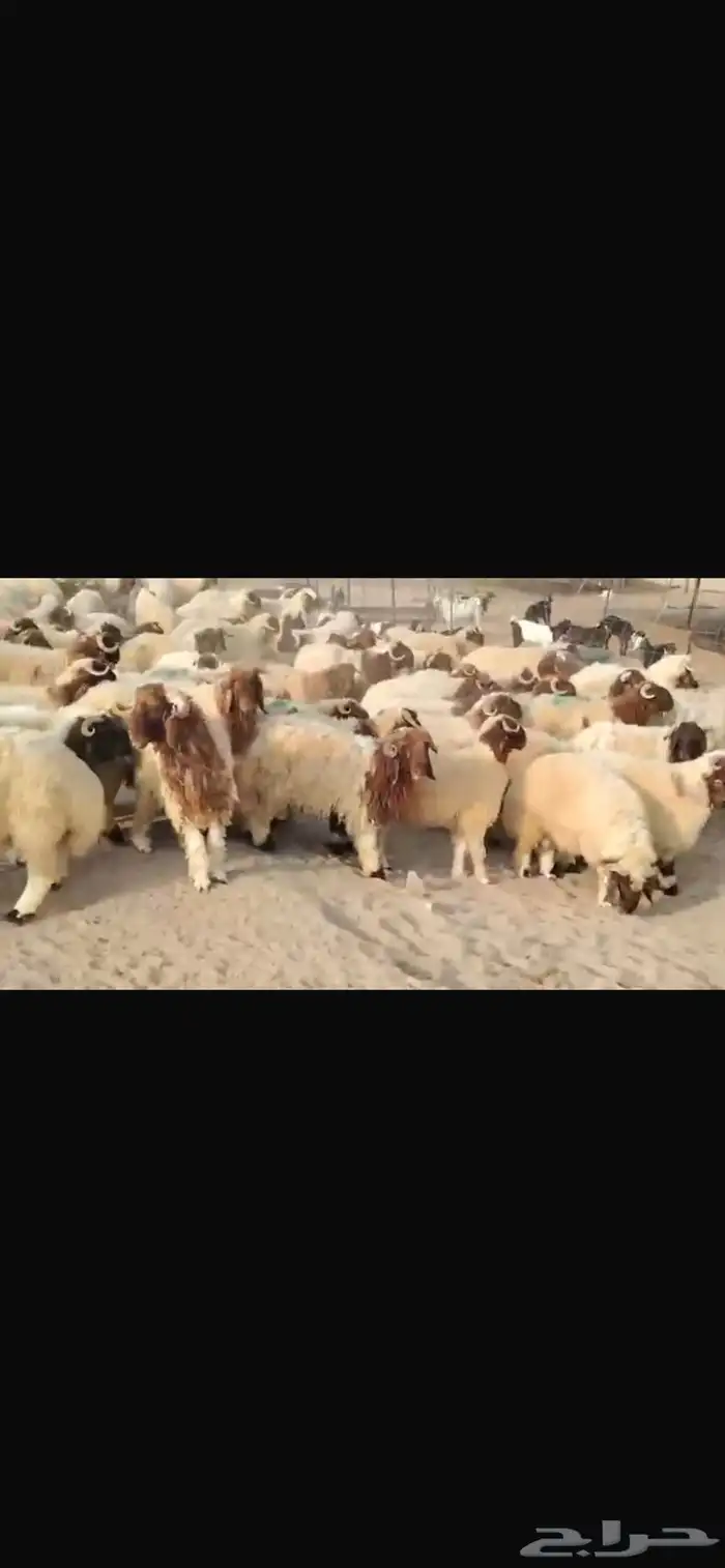 للبيع طليان نعيمي مقفله شحم 4