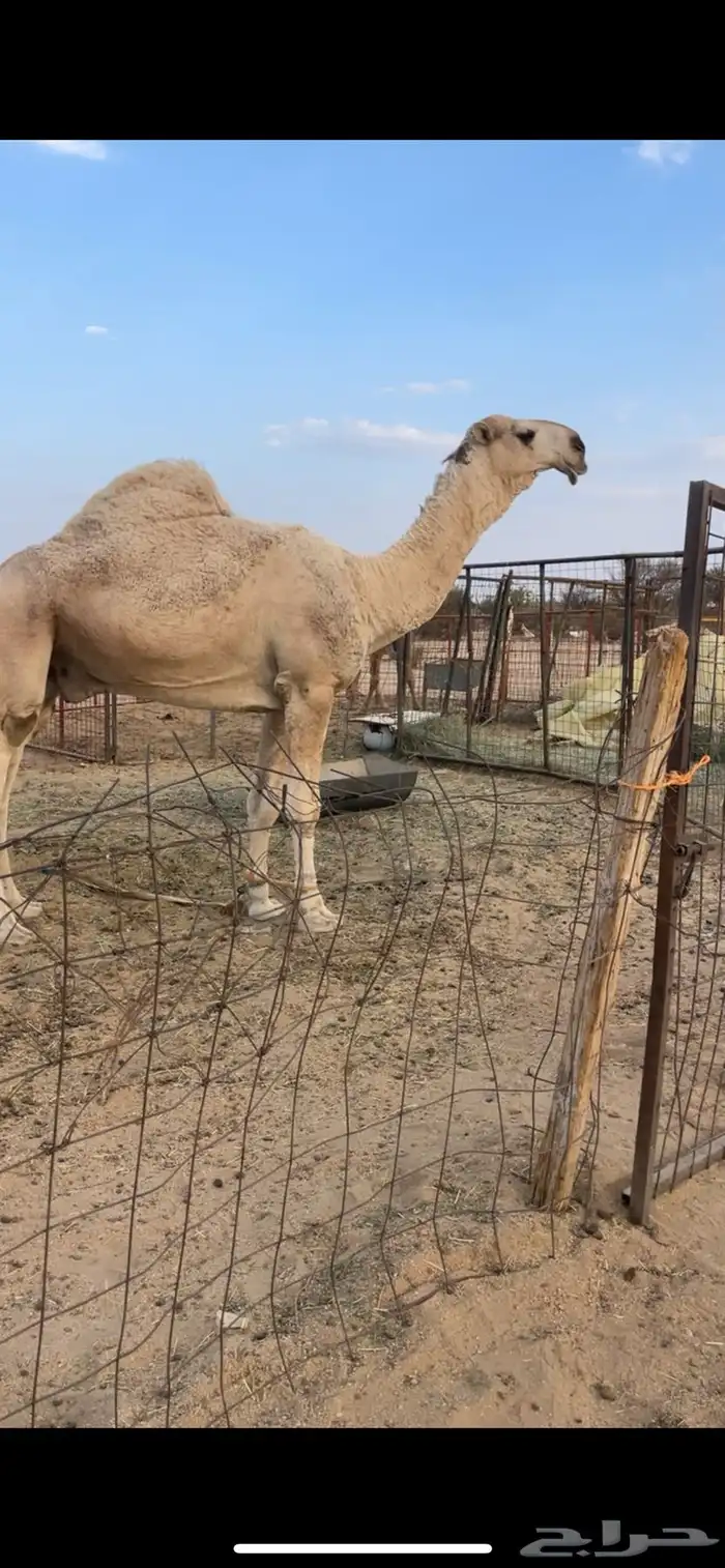 للبيع قعود جذع عقابي كفو 0