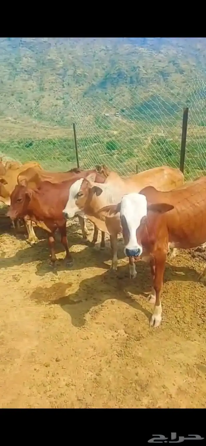 سبعة ذكور ثنتين إناثي 3