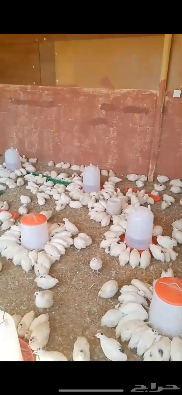 بيض سمان تكساس مخصب 3