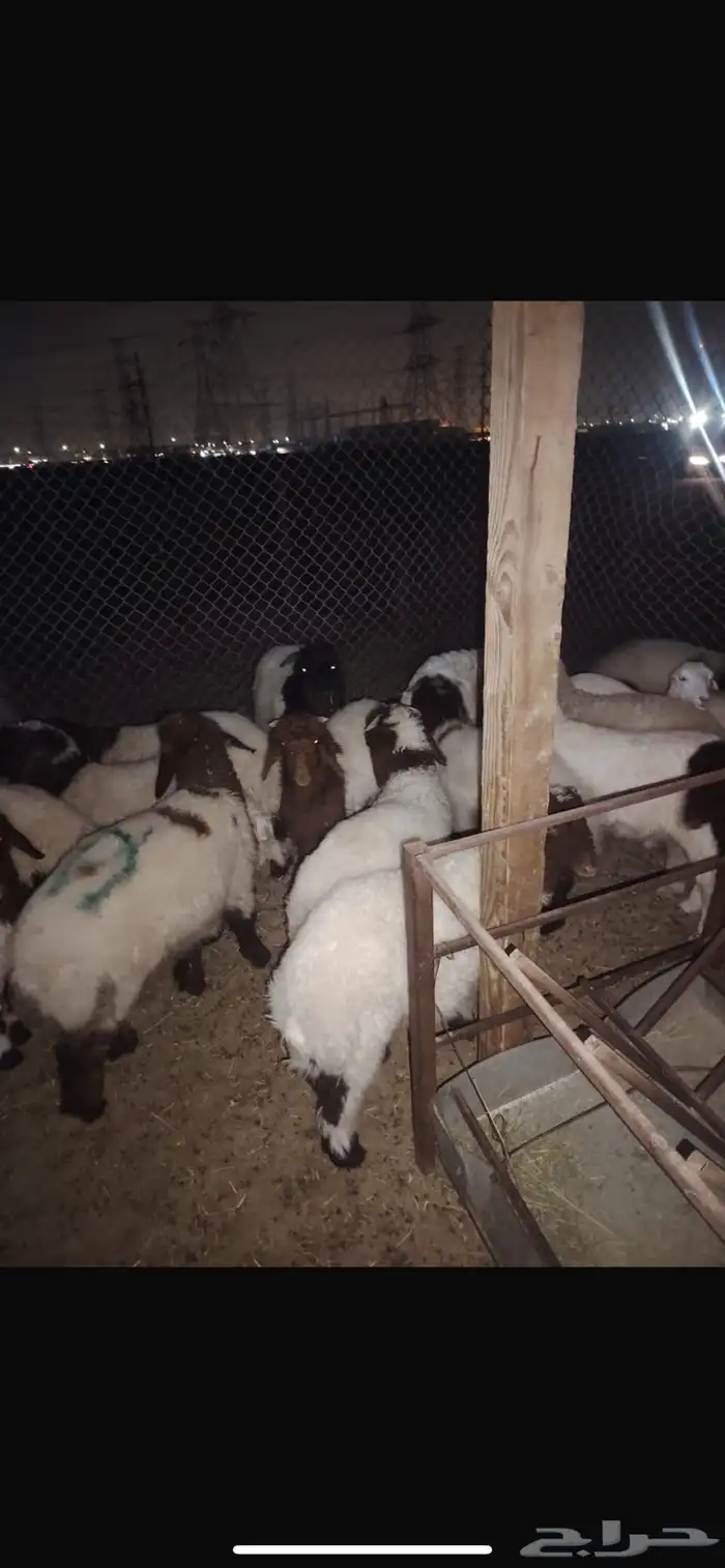 غنم نعيم وحري هرافي 3