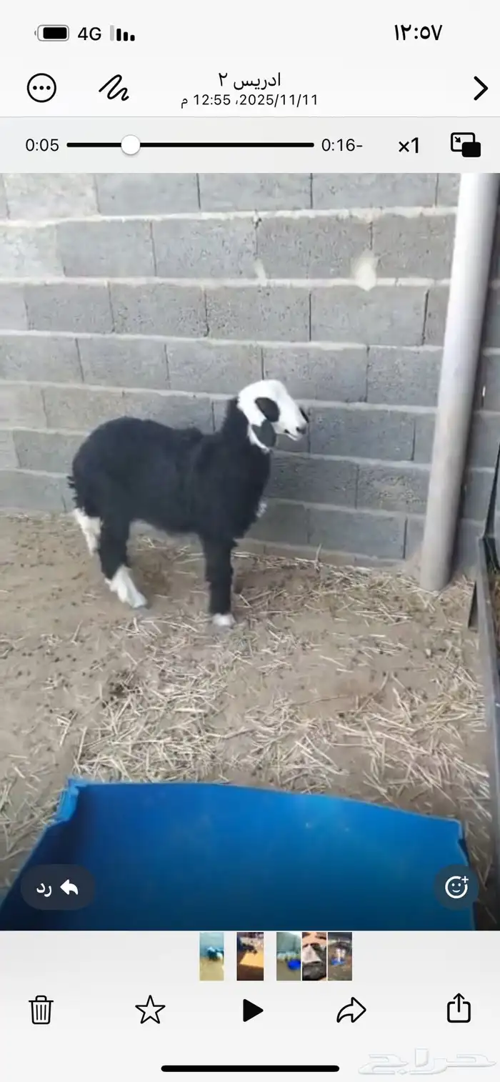 رخل نجديه ذبيحه 2