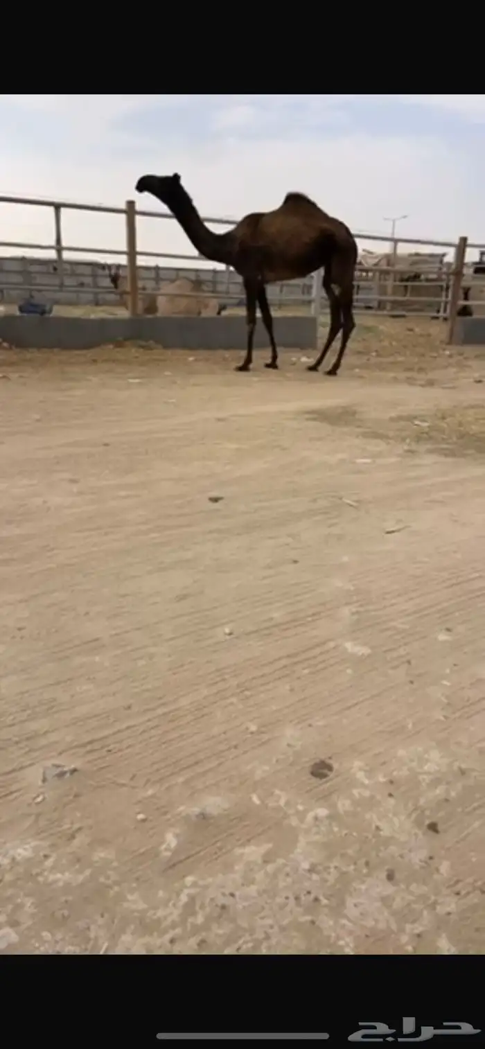 بكره مجهم سلم العذاربب 1