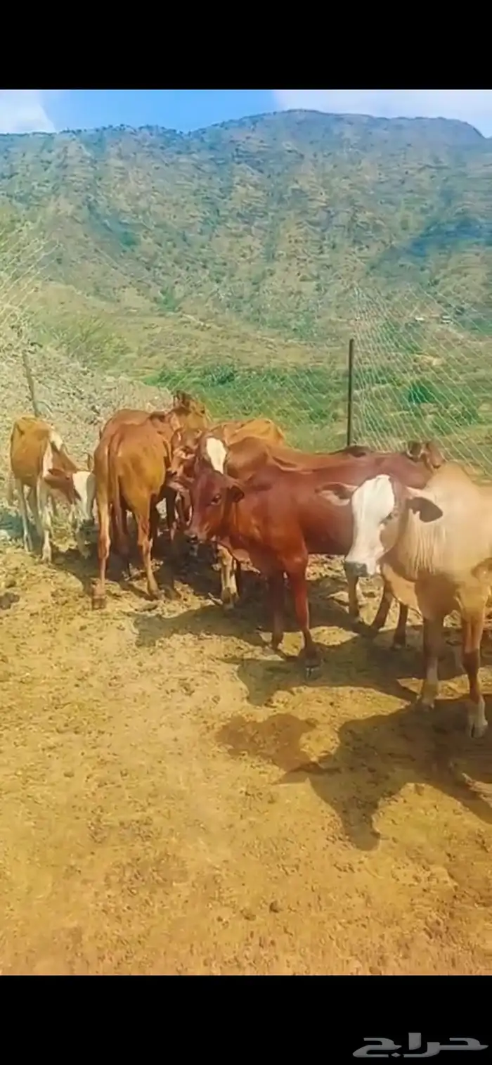 سبعة ذكور ثنتين إناثي 0