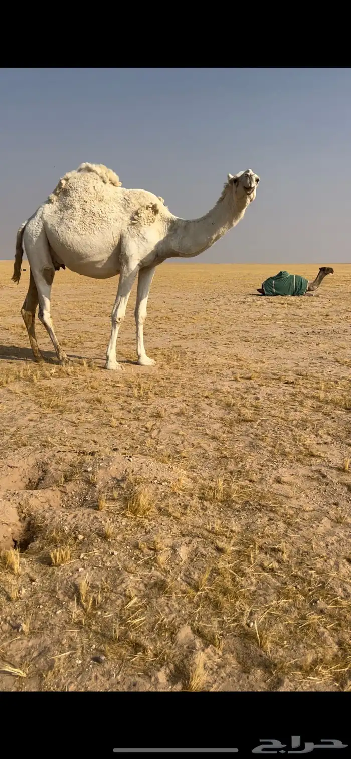 للبيع لقحه ثالثها في بطنها امر لها 15يوم وعلى جميع الشروط 0