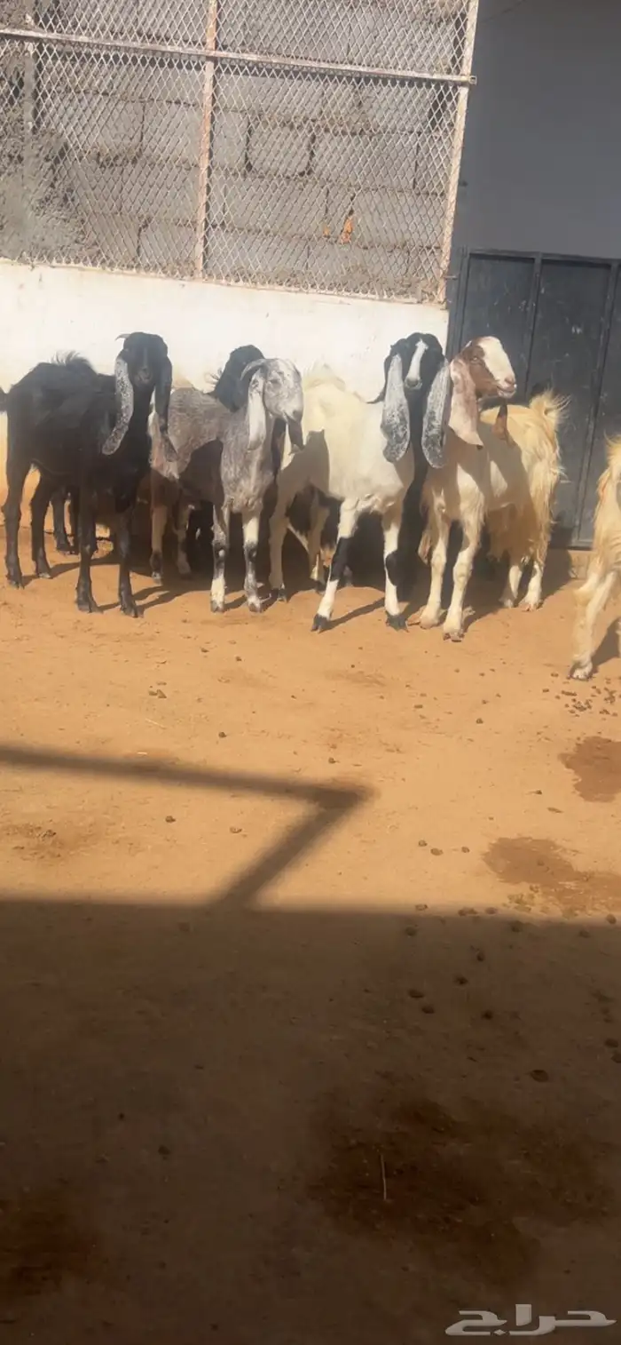 معزا مع فحلها مشاريك فواخر 0