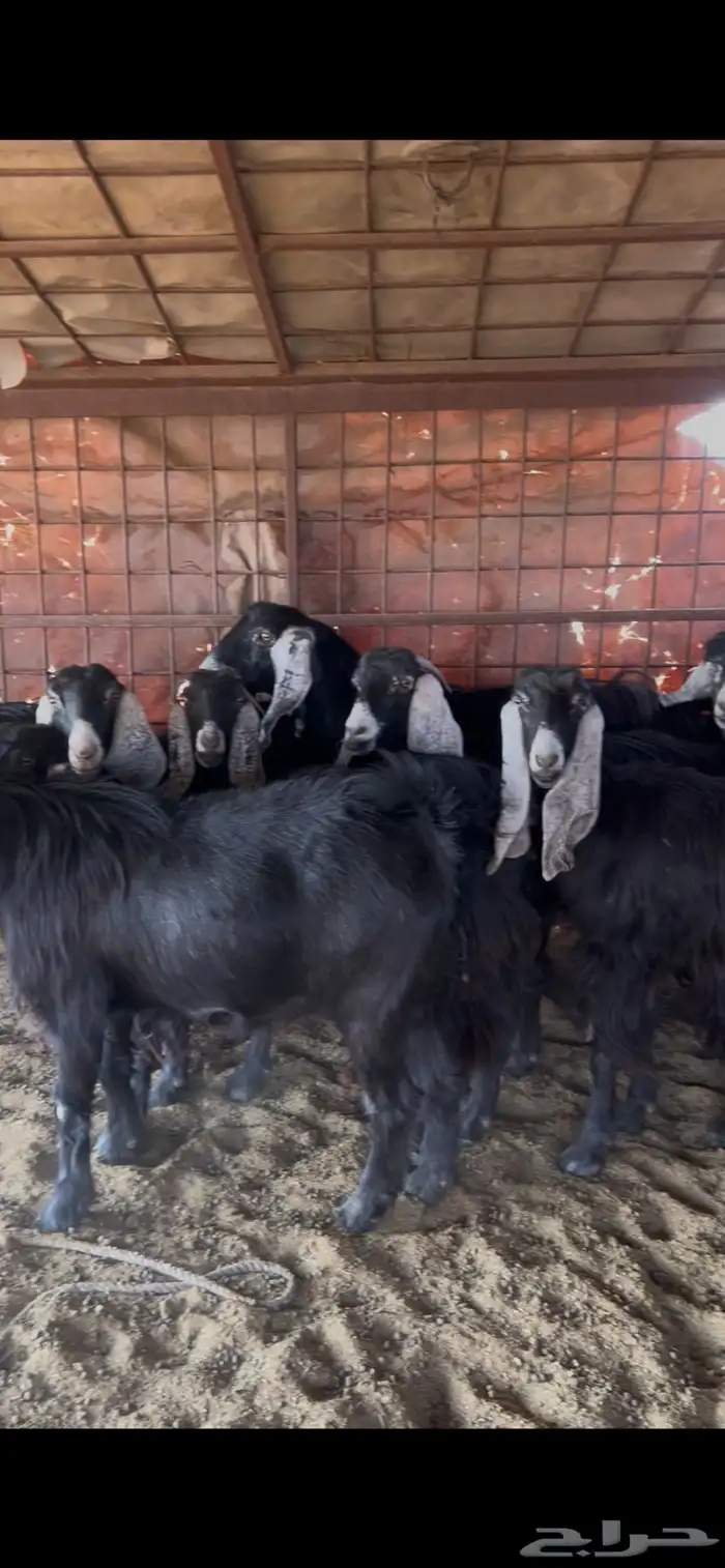 معزا صنف طيبه وجروم طيبه 0