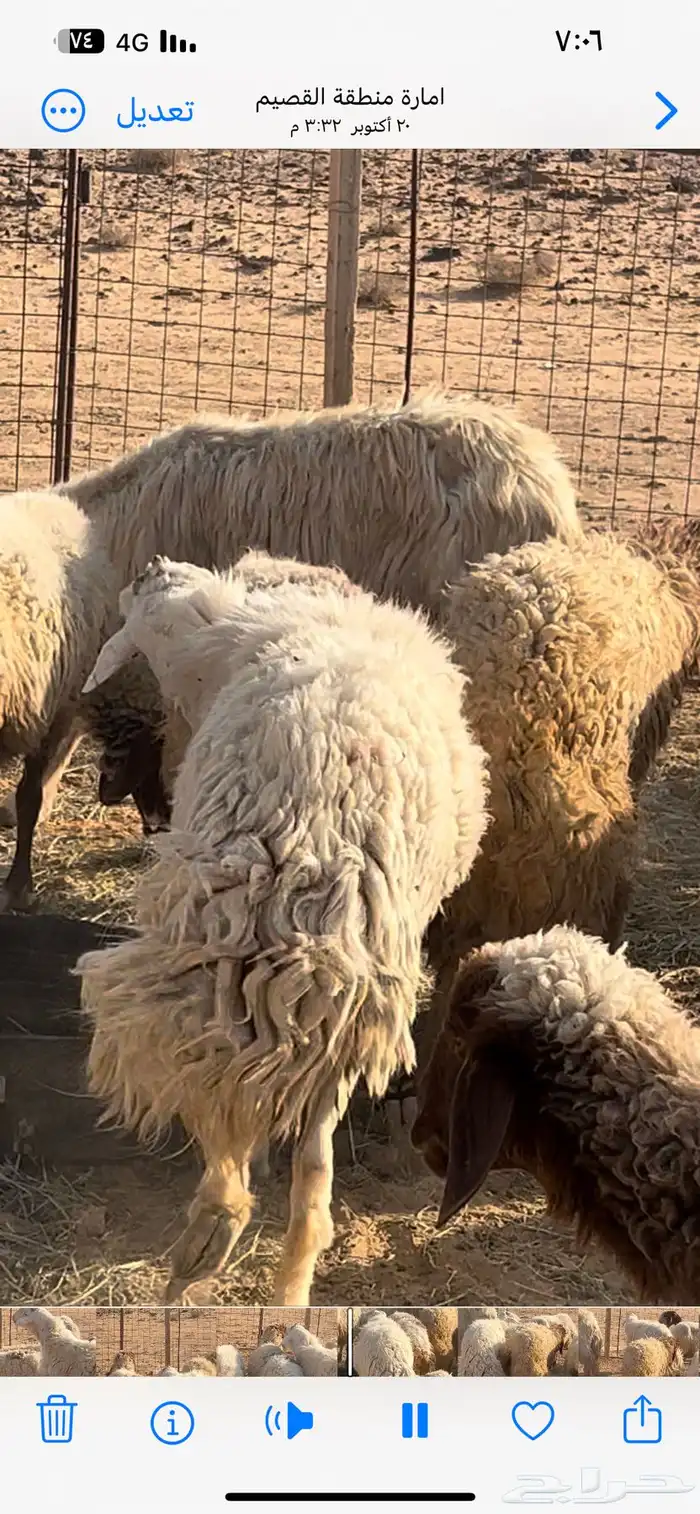غنم نعيم مضاريع 5