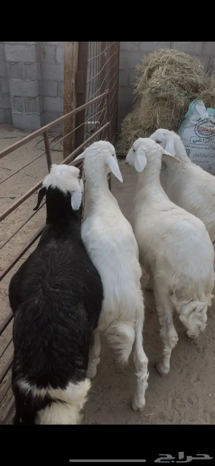 حري ونجدي وتيوس 1