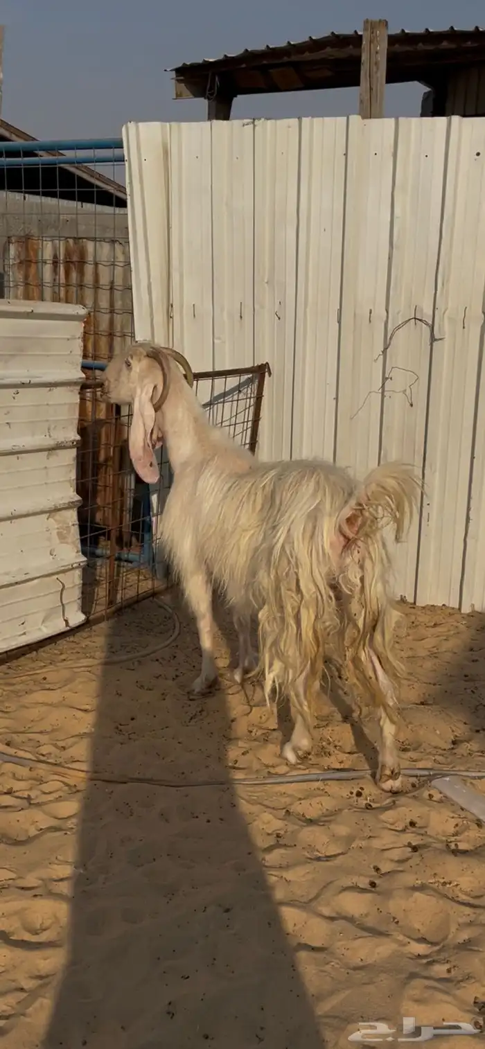 عنز مصريه بيضا 1