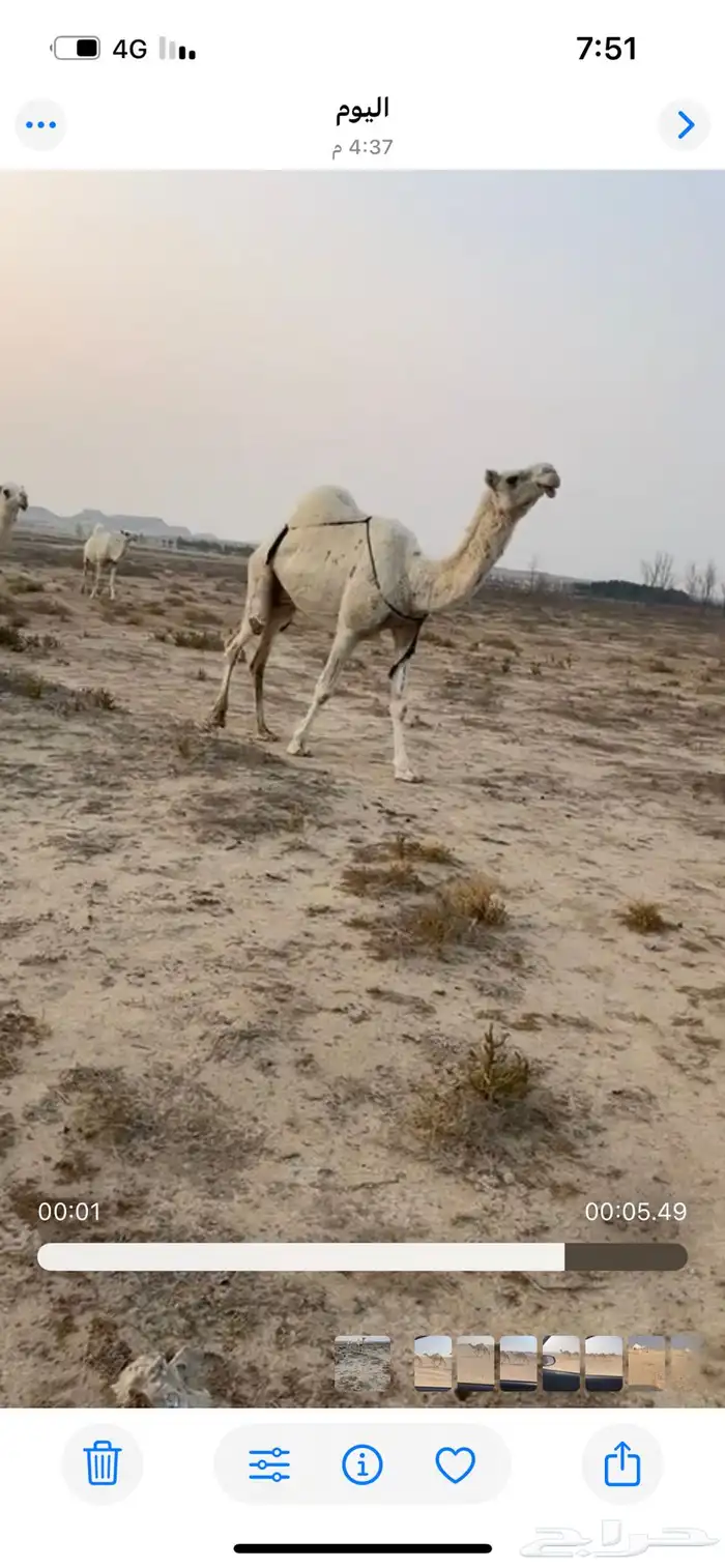 للبيع وضحا عشرا ممشاه طفاح منتج مبيوع عليه بكرتين 0