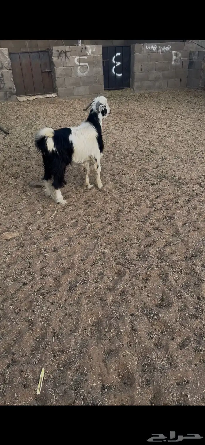 تيس دحيوي. جذع. فل فل فل شحم العمر 9 اشهر البيع1250ريال 0