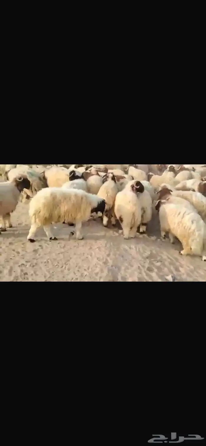 للبيع طليان نعيمي مقفله شحم 3