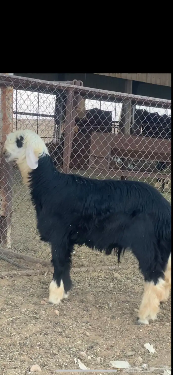 فحل نجدي جذع 3