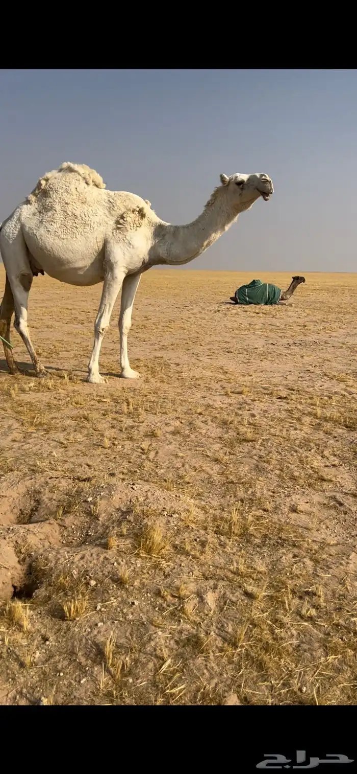 للبيع لقحه ثالثها في بطنها امر لها 15يوم وعلى جميع الشروط 1