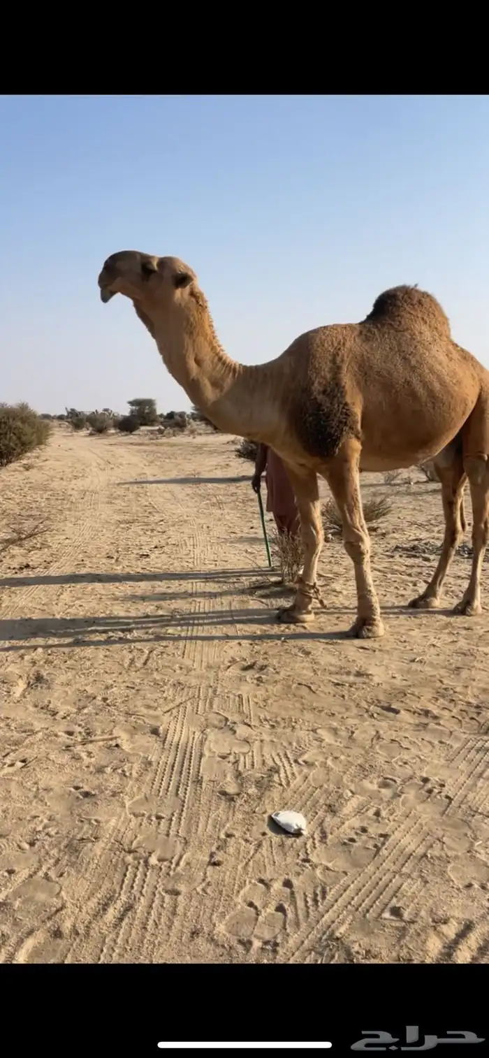 للبيع البعير الحمر الكفو 1