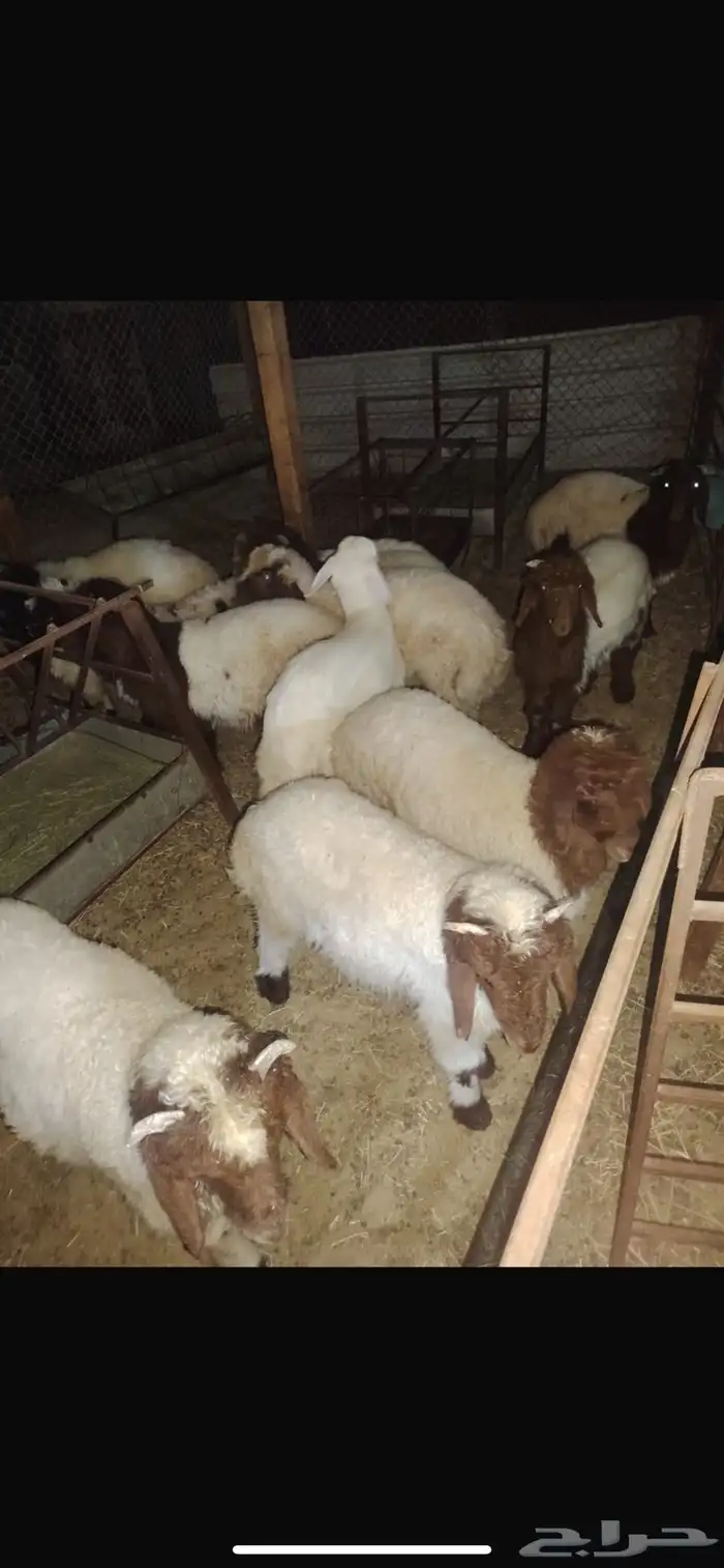 غنم نعيم وحري هرافي 6