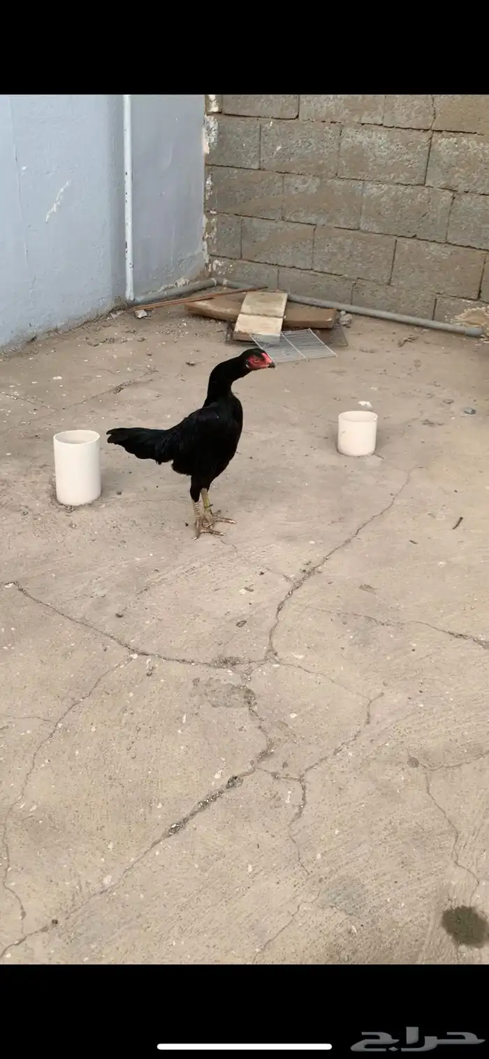 طقم شامو الماني هزاز 1