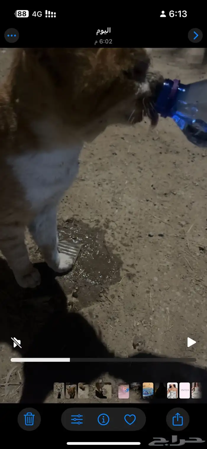 قط تعبان الي يقدر يساعده 2