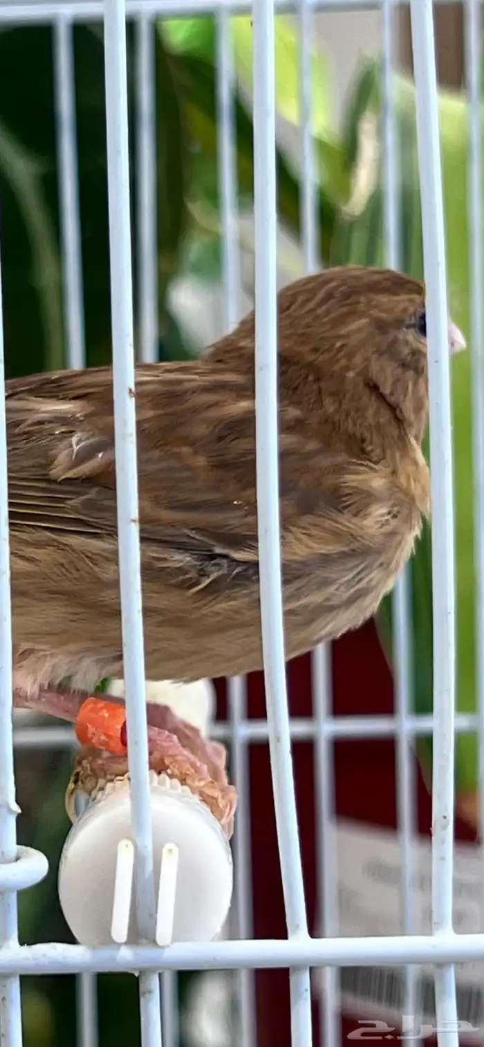 4 فروخ كناري ( تم البيع ) 9