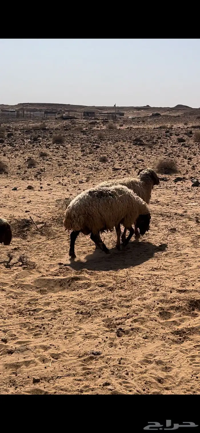 غنم نعيم مضاريع 8