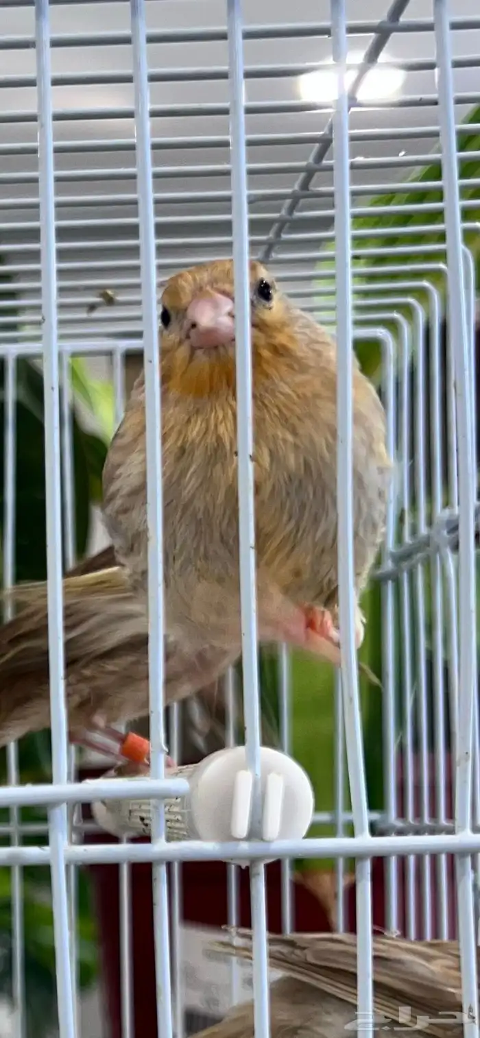 4 فروخ كناري ( تم البيع ) 25