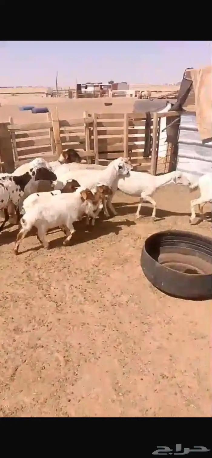 شياه رفيديات 1