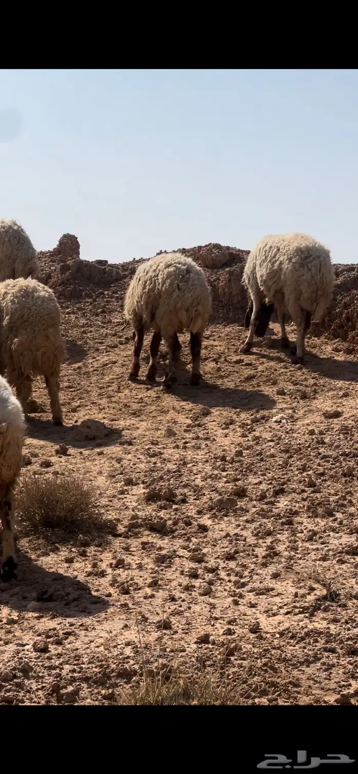 غنم نعيم مضاريع 2