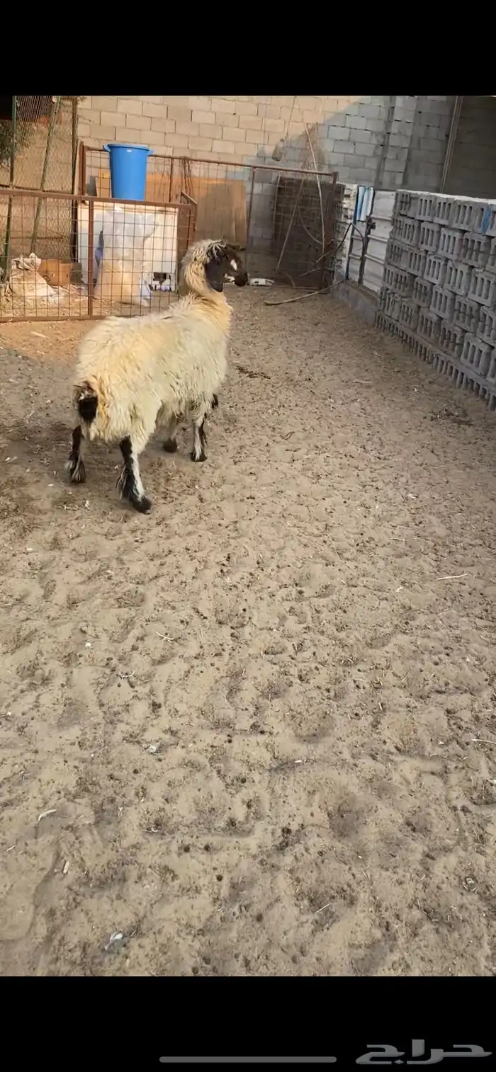 جذعه و ثنيه 2