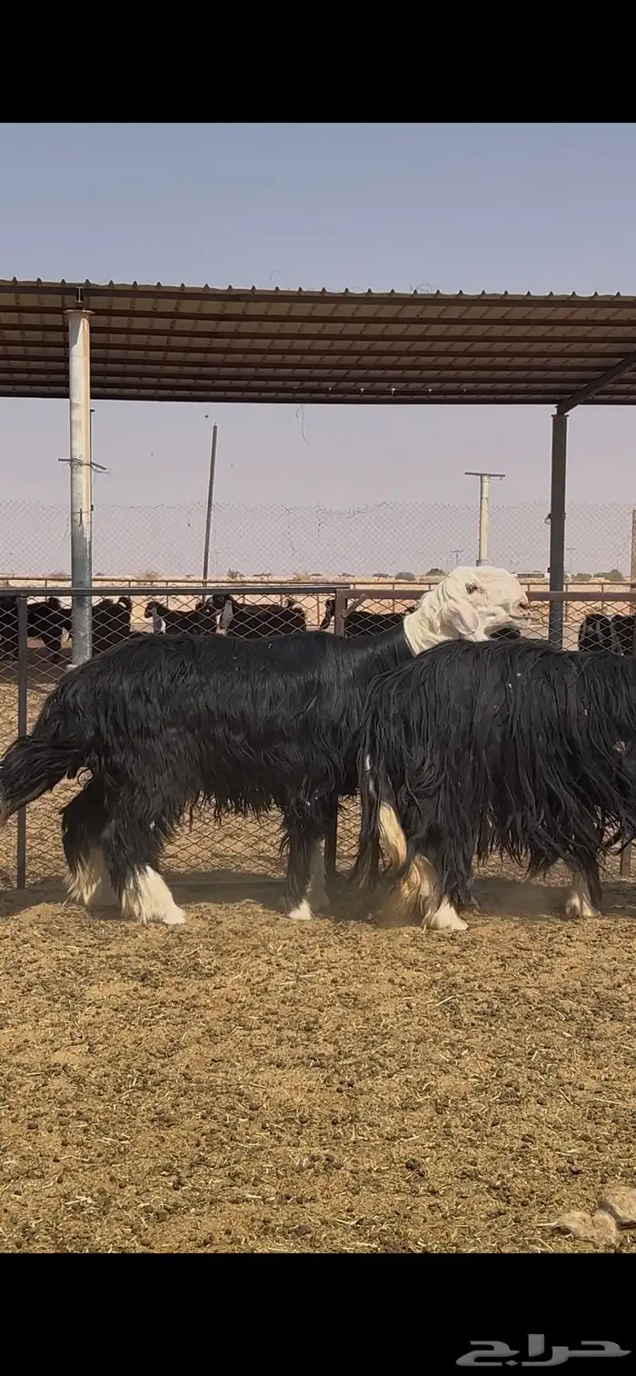 فحل نجدي توه جذع مشروط النسف 2