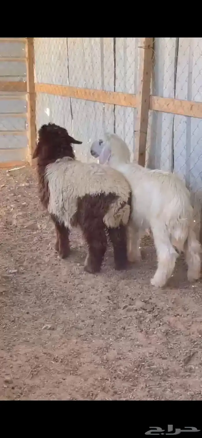 خروف نجدي. ورخله. نعيم. العمر 5 اشهر. البيع 2400ريال 0